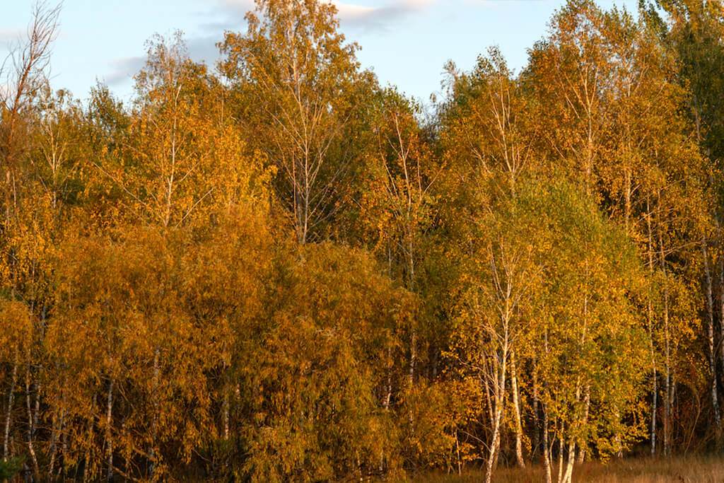 Der Wald mit dem traurigsten Schicksal oder “Rotwaldes”
