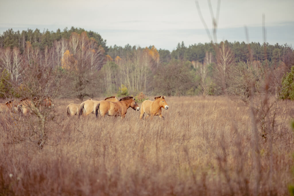 Der Wald mit dem traurigsten Schicksal oder “Rotwaldes”