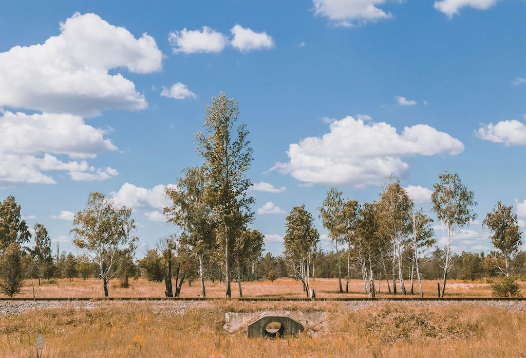 Der Wald mit dem traurigsten Schicksal oder “Rotwaldes”